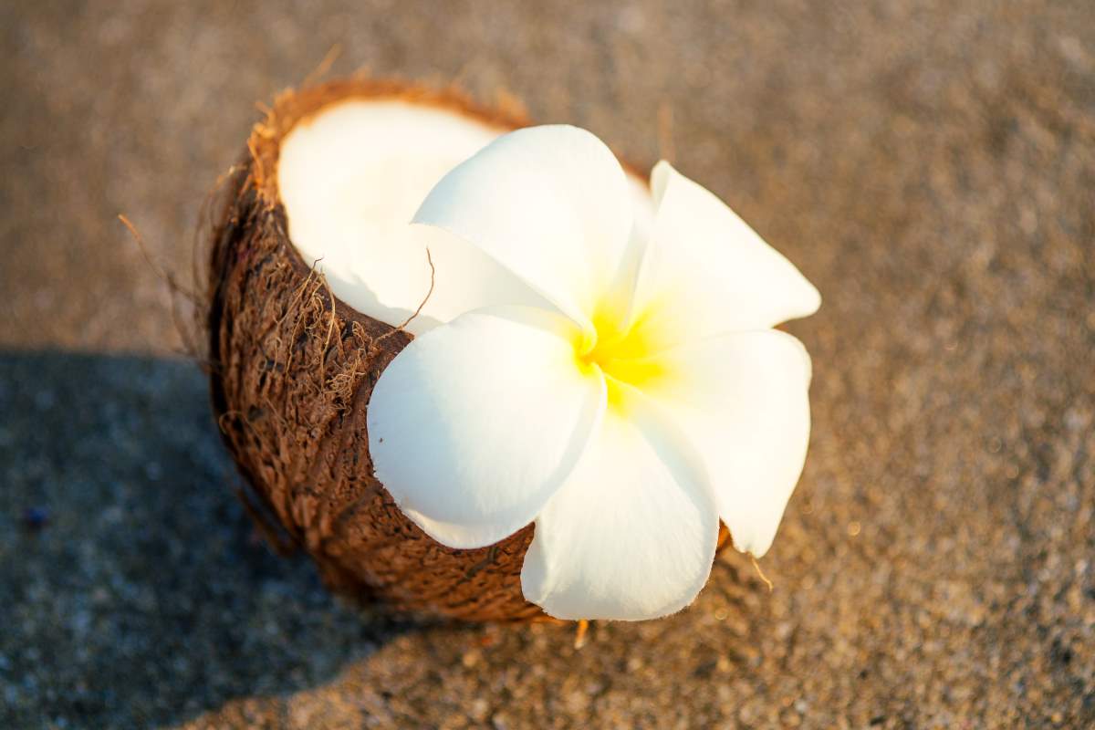 Kokosblütenzucker als Bio-Zutat für Friesland
