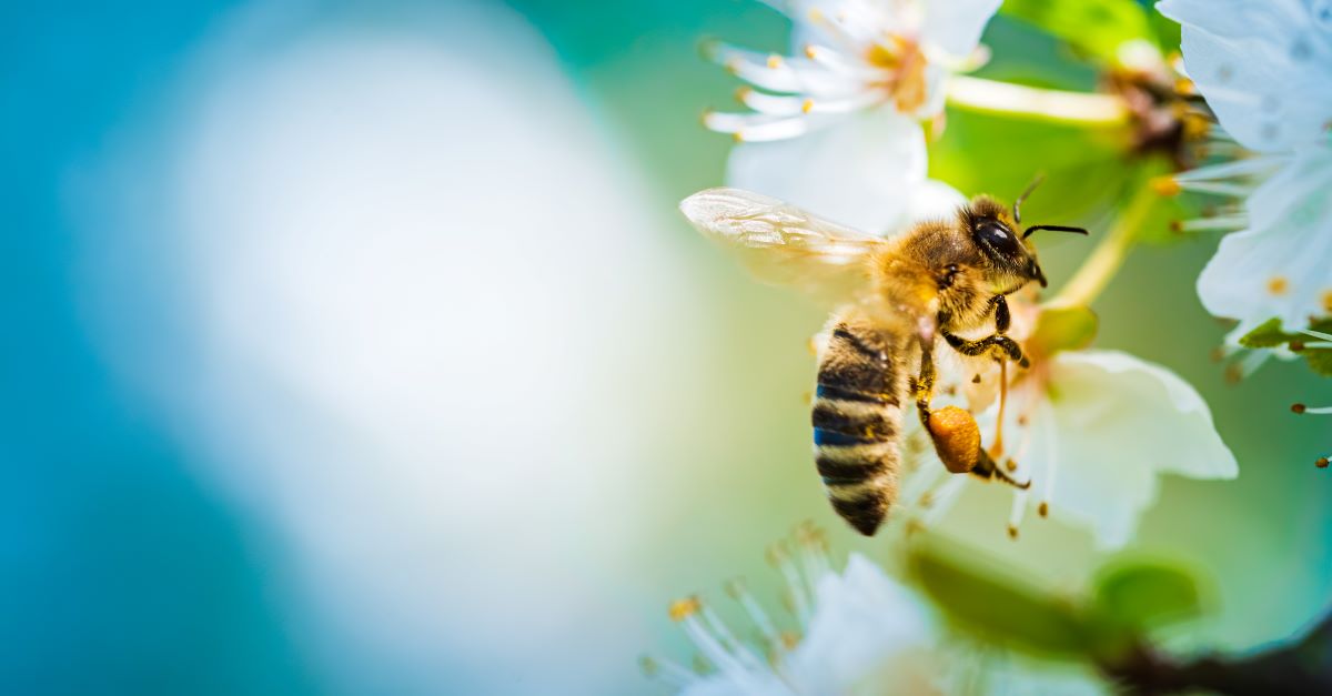 Bienen schützen im Garten: So geht's in Friesland