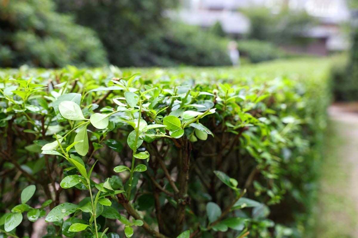 Hecke schneiden: Gesetzliche Fristen & beste Zeitpunkte