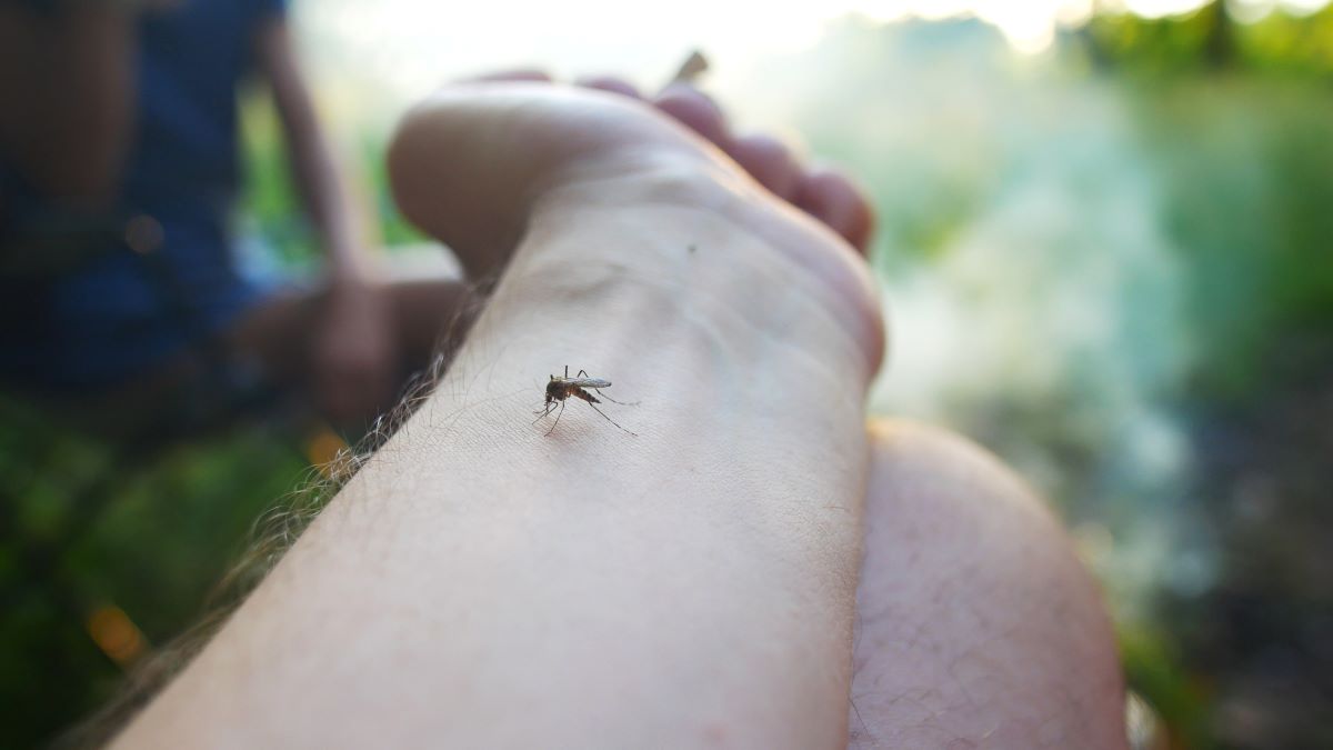 Insektenstiche in Friesland: Erste Hilfe & schnelle Maßnahme