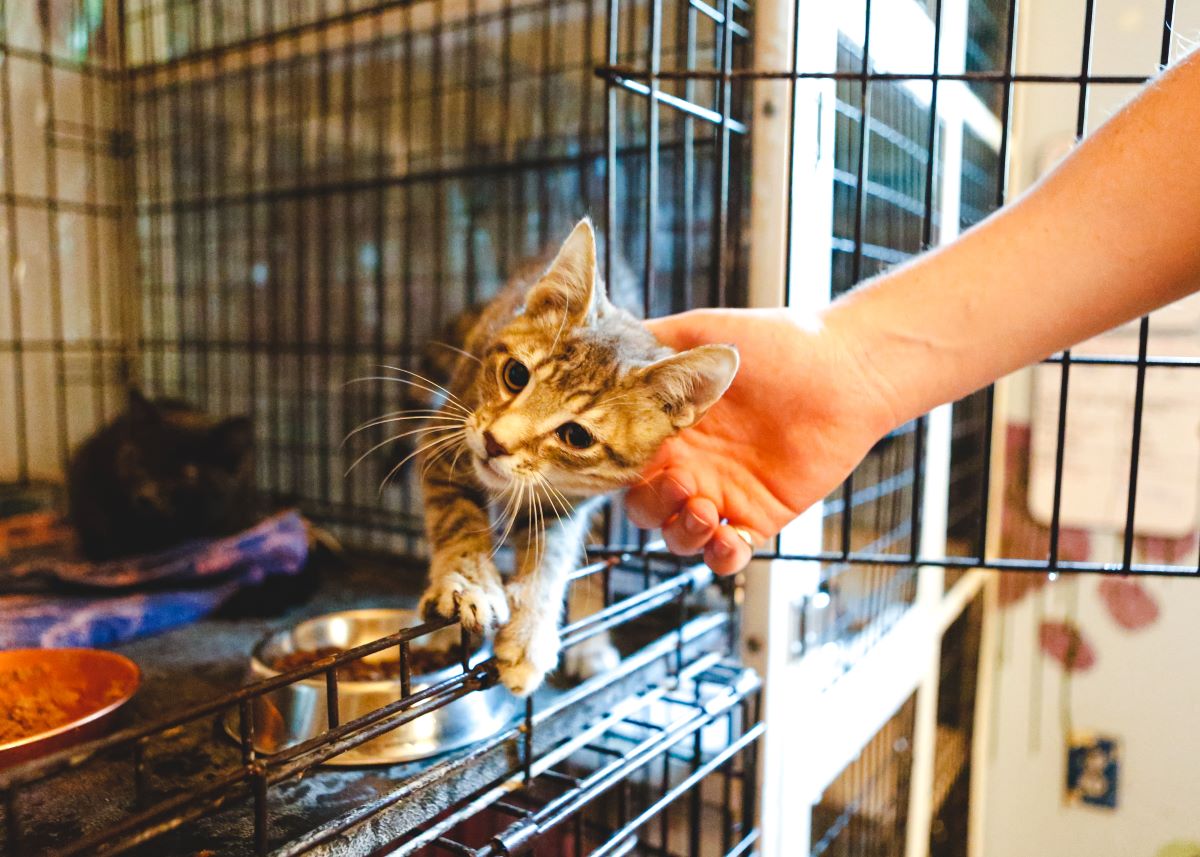Katze mikrochippen in Friesland — Sicherheit für Ihren Liebling