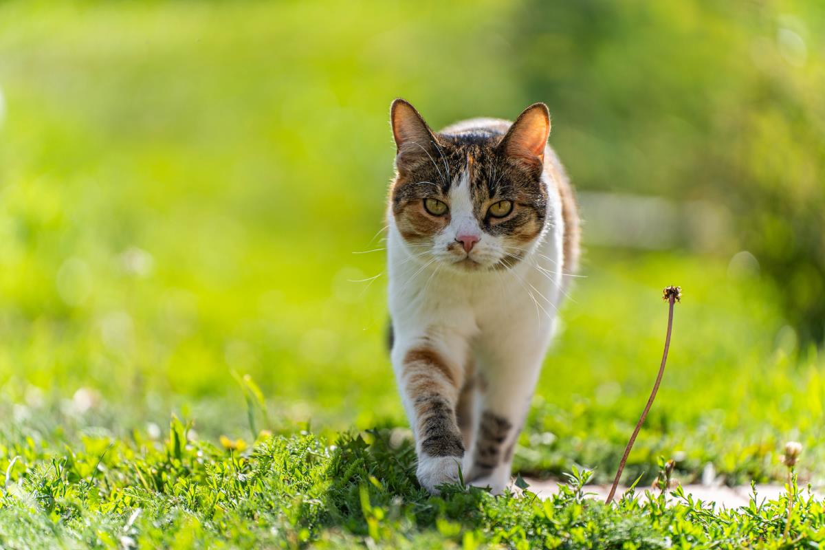 Freilaufende Katzen in Friesland: Das müssen Halter über Rec