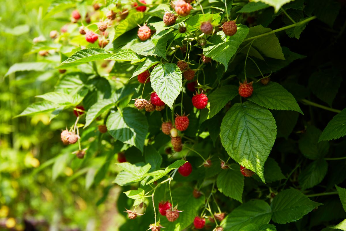 Streuobstwiese mit Hecke einfrieden in Friesland — was ist e