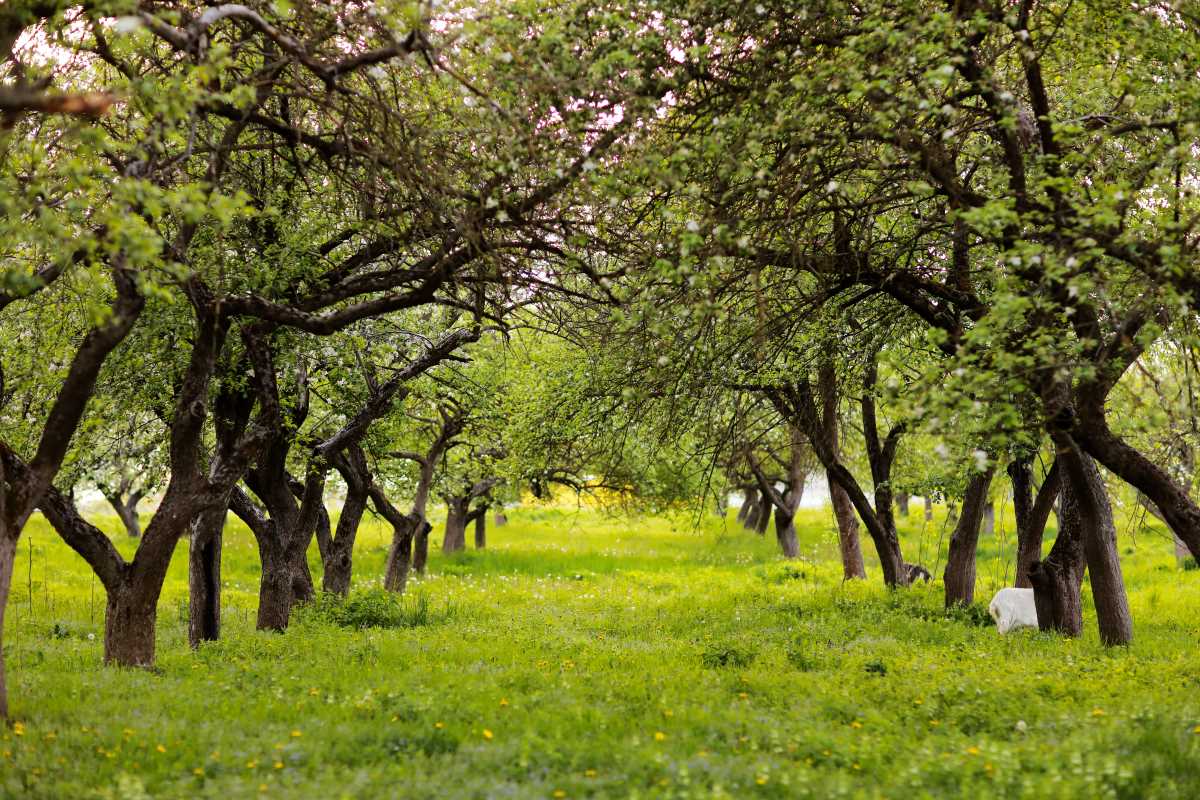 Streuobstwiese kaufen in Friesland — lohnt sich das Investme
