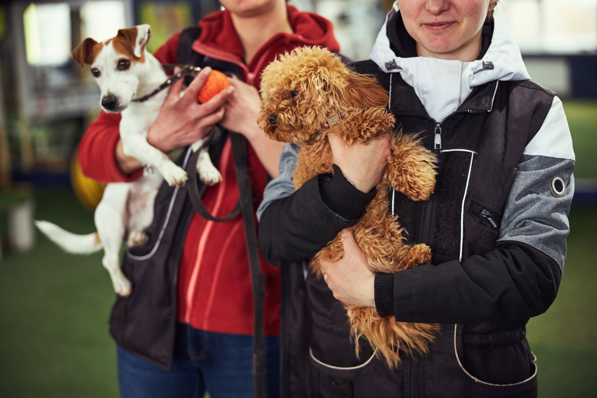 Tier adoptieren in Friesland statt kaufen | Tierheim